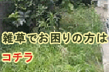 雑草でお困りの方はコチラ